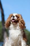 CAVALIER KING CHARLES 335